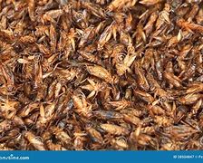 Image result for Fried House Crickets