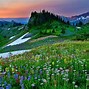 Image result for Colorado Mountain Wildflowers