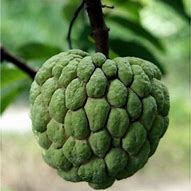 Image result for Sitafal Fruit
