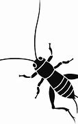 Image result for Cricket Insect Black and White