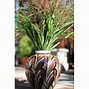 Image result for Miscanthus sinensis Zebrinus