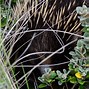 Image result for Echidna Anatomy
