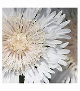 Image result for Stokesia laevis Divinity