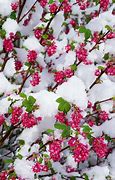 Image result for Spring Flowers with Snow