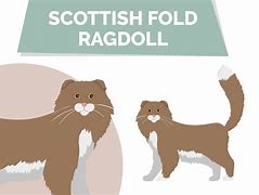Image result for Ragdoll Scottish Fold