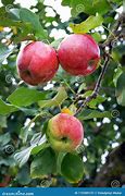 Image result for Dark Red Apple Ripe in October