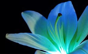 Image result for Blue Neon Flower Wallpaper