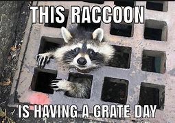 Image result for Raccoon Love Meme