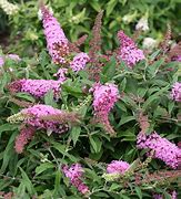Image result for Pink Butterfly Plant