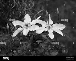 Image result for Clematis China Purple