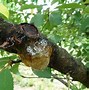 Image result for Leaf Curl On Peach Trees