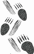 Image result for Porcupine Tracks