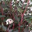 Image result for Physocarpus opulifolius Little Joker