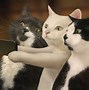 Image result for Cat Reaching Out Crying Meme