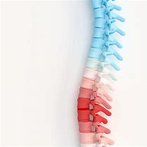 Image result for Spinal Cord Chart