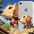 Image result for iPhone 11 Phone Cases That Have Water