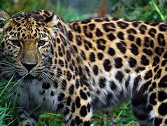 Image result for leopard