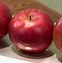 Image result for Apple Tree with Few Fruits