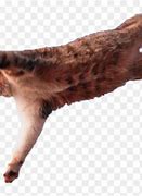 Image result for Cat Jumping Meme