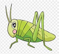 Image result for Cricket Bug Drawing