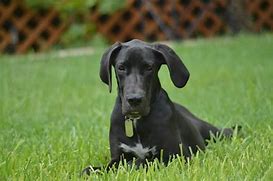 Image result for Great Day Great Dane