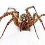 Image result for Highly Venomous Spiders