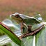 Image result for Amphibian Life Cycle