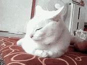 Image result for Funny White Cat Crack