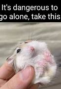 Image result for Funny Hamster Memes Clean