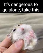Image result for Hamster On Phone Meme