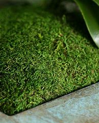 Image result for Growing Sheet Moss