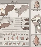 Image result for Bat Anatomy Drawing Diagram Foot