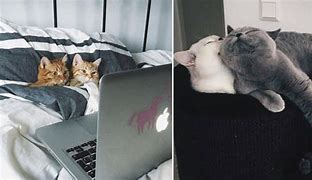 Image result for Funny Cat Couple