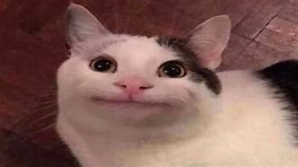 Image result for 1080X1080 Alen Cat Face Meme