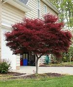 Image result for Ornamental Maple Tree