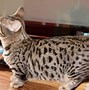 Image result for Bengal Munchkin Cat