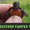 Image result for Baby Painted Turtle