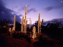 Image result for Cactus Tree Outdoor Lights