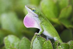 Image result for Green Anole Lizard