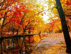 Image result for Autumn Forest Landscape