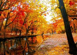 Image result for Fall Leaves Wallpaper