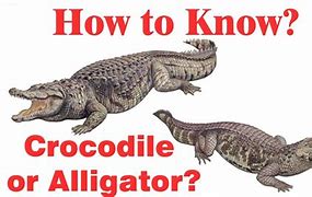 Image result for Difference Between a Crocodile and Alligator for Kids Presentation