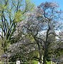 Image result for Magnolia stellata Chrysanthemumiflora