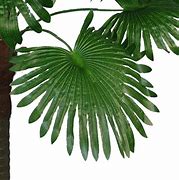 Image result for Palm Tree Fan Leaf Silhouettes