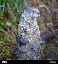 Image result for River Otter Standing