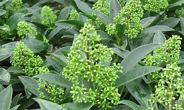 Image result for Skimmia confusa Kew Green