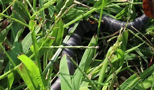 Image result for Smallest Snake in the World