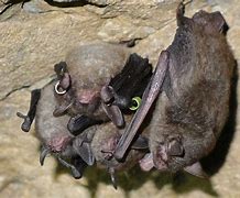 Image result for Indiana Bat