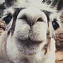 Image result for Excited Animal Meme