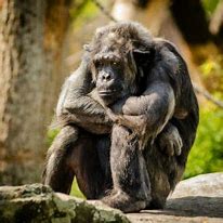 Image result for Strong Bondo Apes